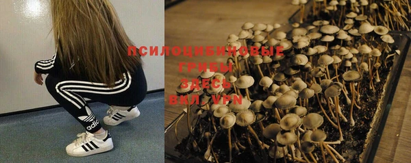 стаф Покачи