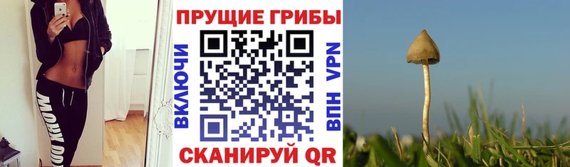 Галлюциногенные грибы MAGIC MUSHROOMS  Купить закладки  Сычёвка 